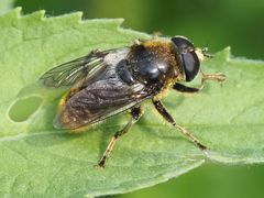 Merodon constans