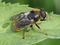 Merodon constans