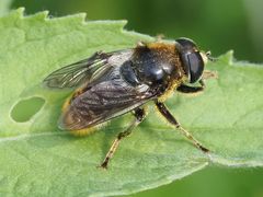 Merodon constans