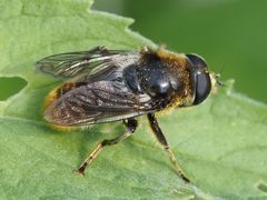 Merodon constans