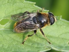 Merodon constans