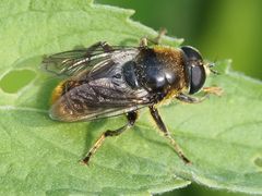 Merodon constans