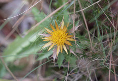 Carlina corymbosa