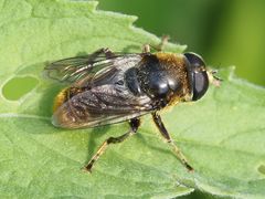 Merodon constans