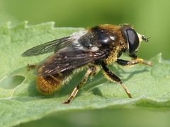 Merodon constans