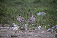 Burhinus superciliaris