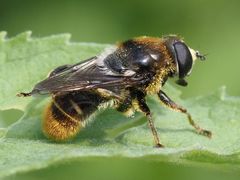 Merodon constans