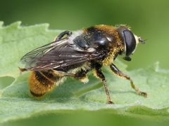 Merodon constans