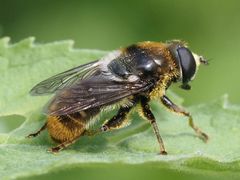 Merodon constans