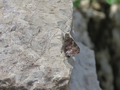 Codatractus bryaxis