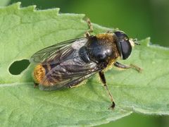 Merodon constans