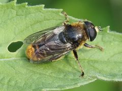 Merodon constans