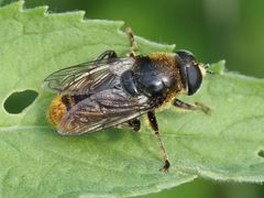 Merodon constans