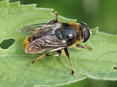 Merodon constans
