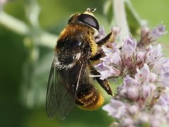 Merodon constans