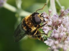 Merodon constans