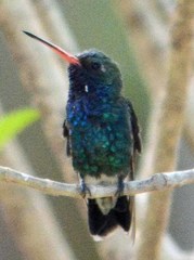 Cynanthus latirostris