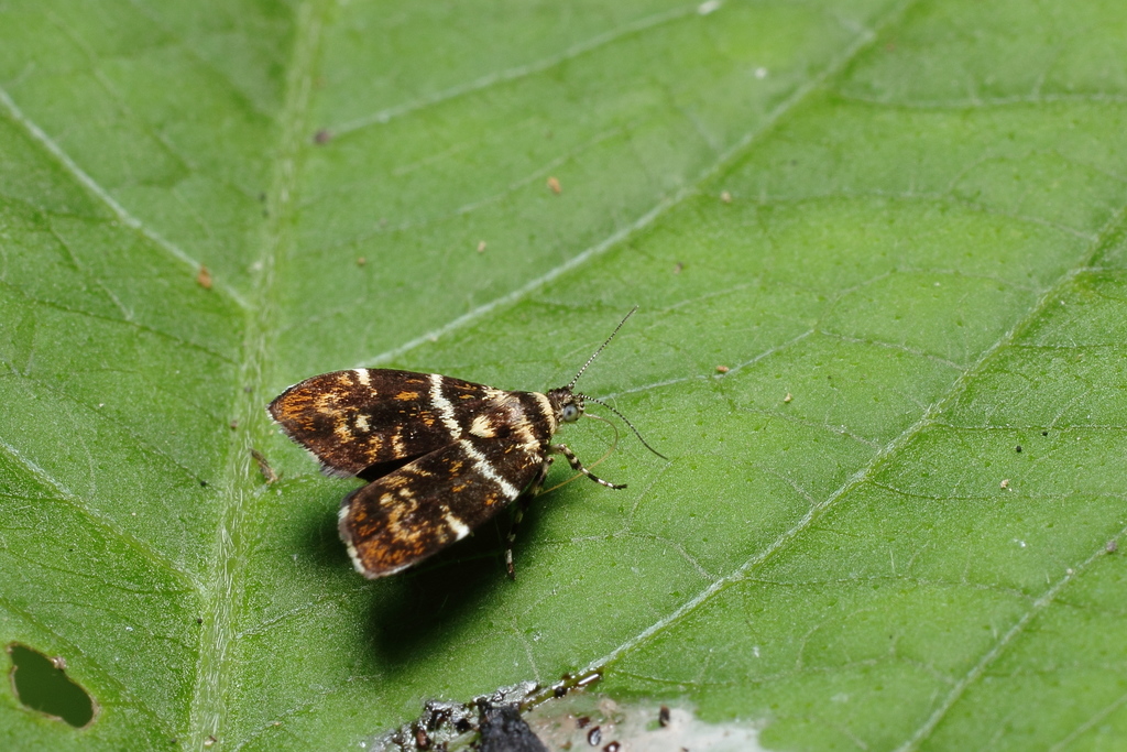 Choreutis japonica