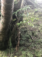 Phlegmariurus varius