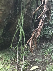 Phlegmariurus varius