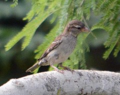 Passer domesticus