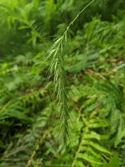 Elymus wiegandii