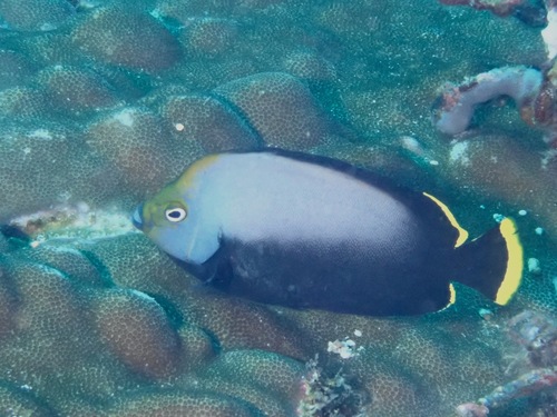 Black-velvet angelfish (Chaetodontoplus melanosoma) — Pomacanthidae — 5