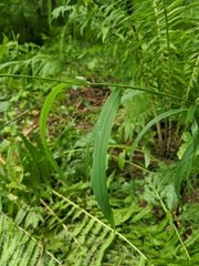 Elymus wiegandii