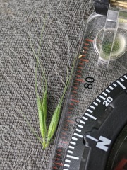 Elymus wiegandii