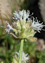Monardella odoratissima pallida