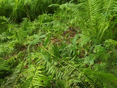Elymus wiegandii