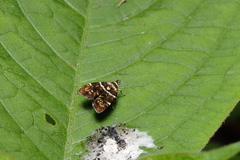 Choreutis japonica