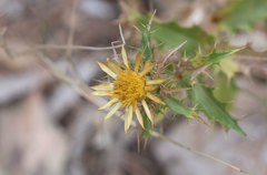 Carlina corymbosa