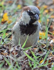 Passer domesticus