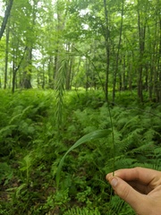 Elymus wiegandii