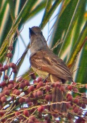 Myiarchus tuberculifer