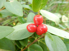 Wikstroemia indica