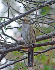 Toxostoma curvirostre