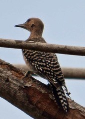 Melanerpes uropygialis