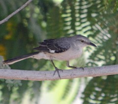 Mimus polyglottos