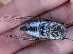 Neotibicen canicularis