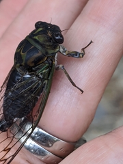 Neotibicen canicularis