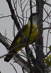 Pitangus sulphuratus