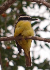 Pitangus sulphuratus