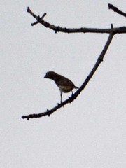 Haemorhous mexicanus