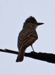 Myiarchus tyrannulus