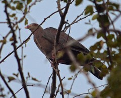 Patagioenas flavirostris