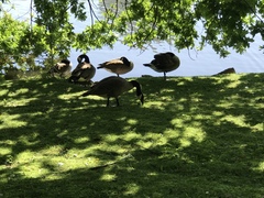 Branta canadensis