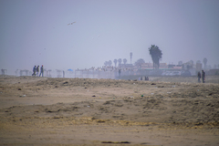 Charadrius semipalmatus