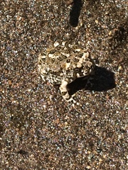 Anaxyrus californicus